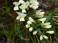 Baptisia bracteata