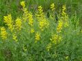 Baptisia sphaerocarpa