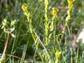 Deckblatt-Winterkresse (Barbarea bracteosa)