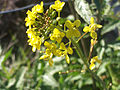 Mittlere Winterkresse (Barbarea intermedia)