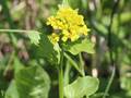 American yellowrocket (Barbarea orthoceras)