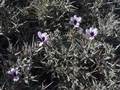 Barleria schmittii Benoist