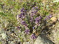 Alpenhelm (Bartsia alpina)