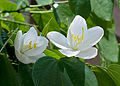 Berg-Bauhinie (Bauhinia acuminata)