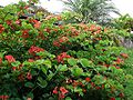 Rote Bauhinie (Bauhinia galpinii)