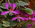 Schmetterlings-Bauhinie (Bauhinia purpurea)