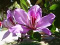 Bunte Bauhinie (Bauhinia variegata)