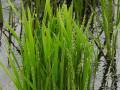 American Slough Grass (Beckmannia syzigachne)