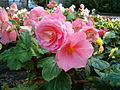 Begonie (Begonia x tuberhybrida)