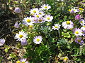 Einjähriges Gänseblümchen (Bellis annua)