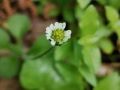 Bellis azorica