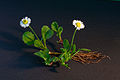 Gewöhnliches Gänseblümchen (Bellis perennis)