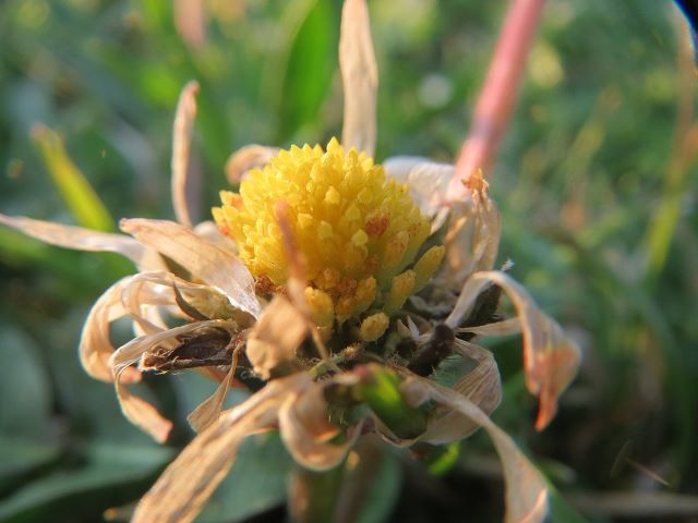 Gaensebluemchen Bellis perennis, ist eine essbare Blume mit weissen  Blueten. Sie ist eine wichtige Heilpflanze und wird in der Medizin  verwendet. Sie Photo Stock - Alamy