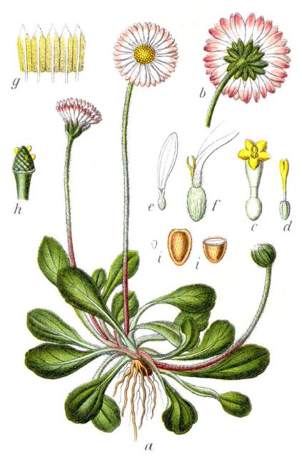 Bellis perennis, Urheber: Johann Georg Sturm