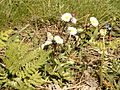 Bellis sylvestris