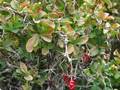 Berbéris de l'Etna (Berberis aetnensis)