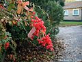 Knäuelfrüchtige Berberitze (Berberis aggregata)