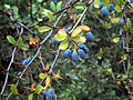 Berberis hispanica