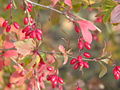 Gewöhnliche Beberitze (Berberis vulgaris)