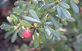 Wilsons Berberitze (Berberis wilsoniae)