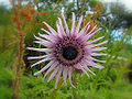 Südafrikanische Purpur Distel (Berkheya purpurea)