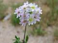 Roadside false madwort (Berteroa mutabilis)