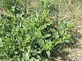 Wildrübe (Beta vulgaris ssp. maritima)