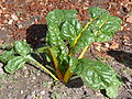 Mangold (Beta vulgaris var. vulgaris)