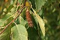 Rote China-Birke (Betula albosinensis)