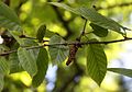 Gelb-Birke (Betula alleghaniensis)