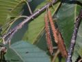 Betula alnoides