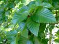 Chinese dwarf birch (Betula chinensis)