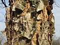 Asian Black Birch (Betula dahurica)