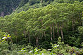 Ermans Birke (Betula ermanii)