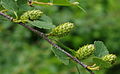 Dwarf birch (Betula glandulosa)