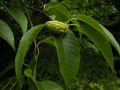 Betula insignis Franch.