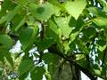 Leuchtende Birke (Betula luminifera)