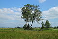 Schwarz-Birke (Betula nigra)