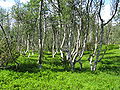 Moor-Birke (Betula pubescens)