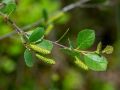 Betula pumila