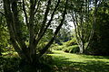 Himalaya-Birke (Betula utilis)