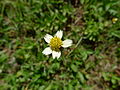 Bidens alba