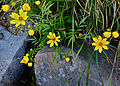 Bearded beggarticks (Bidens aristosa)