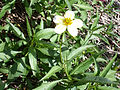 Arizona beggarticks (Bidens aurea)