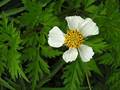 Bigelow's beggarticks (Bidens bigelovii)