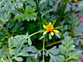 Fiederblättriger Zweizahn (Bidens bipinnata)