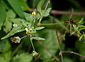 Yellow-flowered blackjack (Bidens biternata)
