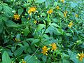 Kok'olau (Bidens campylotheca)