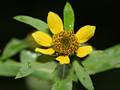 Nickender Zweizahn (Bidens cernua)