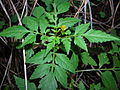 Alfilerillo (Bidens cynapiifolia)